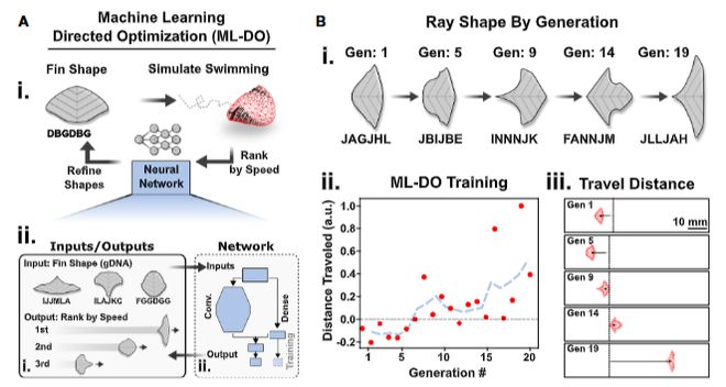 热点关注丨Science Robotics 利用机器学习进行鳐鱼的仿生设计(图2)