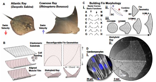 热点关注丨Science Robotics 利用机器学习进行鳐鱼的仿生设计(图1)