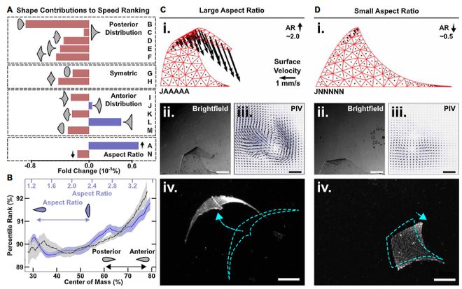 热点关注丨Science Robotics 利用机器学习进行鳐鱼的仿生设计(图3)